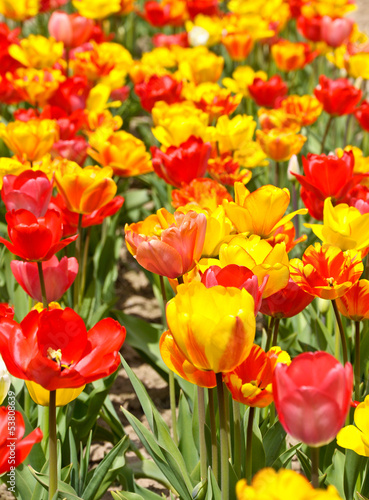 Plakat na papierze fotorealistycznym Tulipany