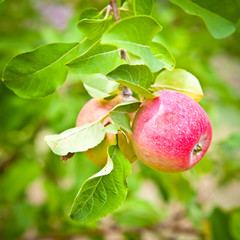 Two red apples on a tree