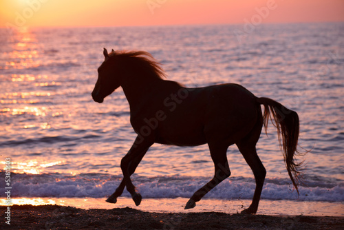 Naklejka ścienna Horse running through water