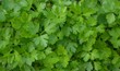 Young parsley leaves