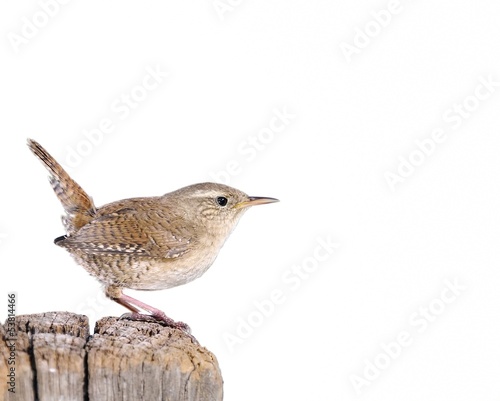 Fotografía Winter wren on white background
