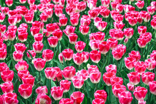 Pink White Tulip Garden In Spring Background Or Pattern