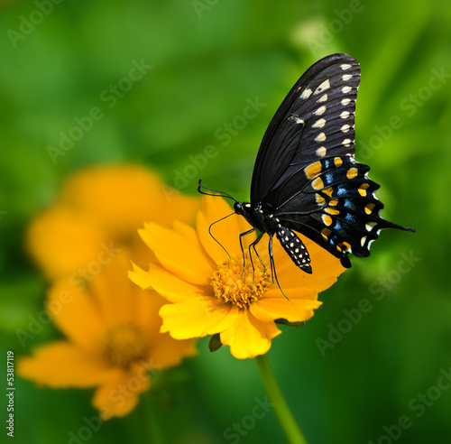 Tapeta ścienna Czarny swallowtail motyl karmienie na żółtym tickseed kwiacie