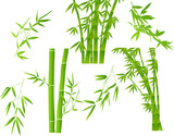 Fototapeta Sypialnia - green illustration with set of bamboo branches