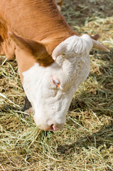 Wall Mural - cow eating hay