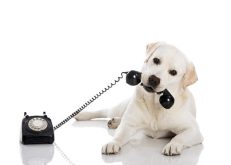 Labrador answering a call