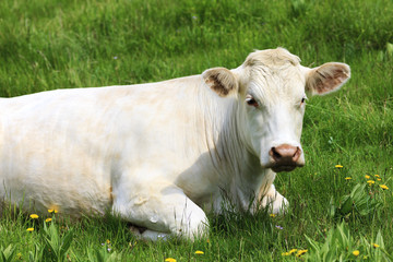 Wall Mural - white cow on green grass