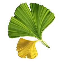 Creative Foliage, Illustration Of Ginkgo Leaves Isolated