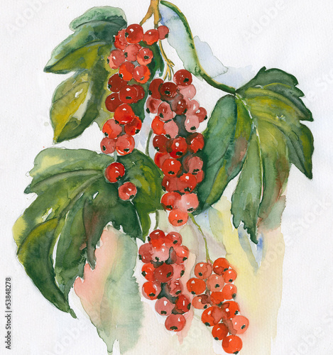 Naklejka dekoracyjna Red Currant