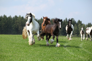 Batch of irish cobs running