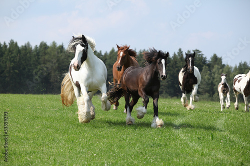 Fototapeta na wymiar Pędzące stado koni na pastwisku