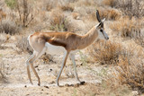 Fototapeta Sawanna - springbok