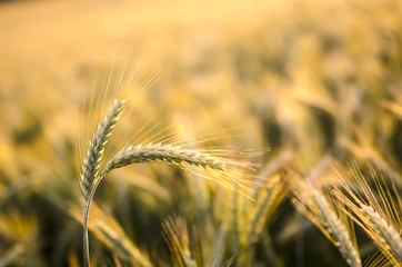 Wall Mural - Wheat ears in summer