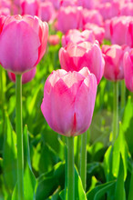 Beautiful Spring Flowers Pink Tulips