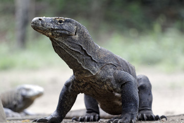 Wall Mural - Komodo dragon, Varanus komodoensis