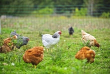 Free Range Chickens On Farm