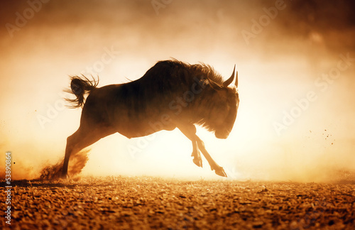 Foto-Duschvorhang nach Maß - Blue wildebeest running in dust (von JohanSwanepoel)