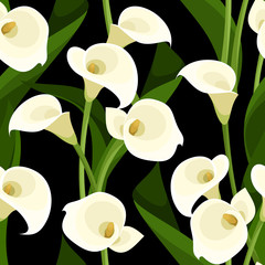 Wall Mural - Seamless pattern with white calla lilies on black. Vector.