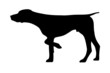 Deutsch Kurzhaar Vorstehhund