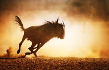 Blue Wildebeest Running In Dust