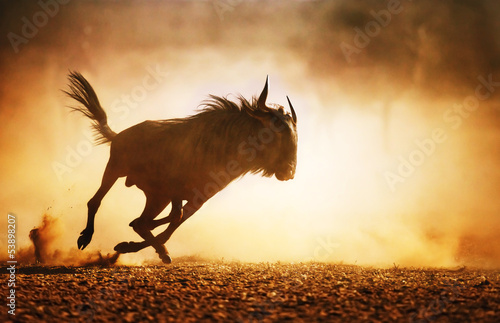 Obraz w ramie Blue wildebeest running in dust