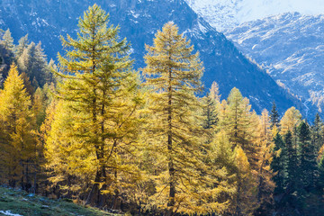 Poster - Autumn Larch tree forest in the Alps