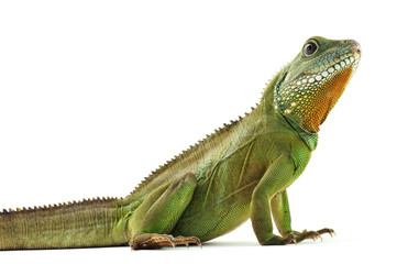 Indochinese water dragon