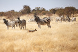 Fototapeta Konie - group of zebras in the national park of Namibia