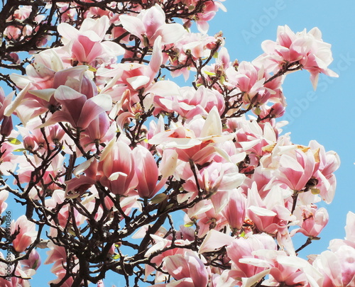 Board z aluminiowym obramowaniem Drzewo magnolii