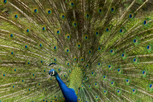 Beautiful Blue Peacock