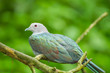 The Green Imperial Pigeon catch on the tree