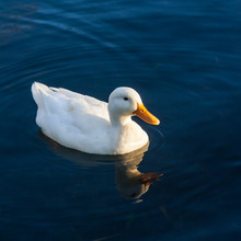 Domestic Duck Swimming On River