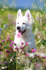 Wall Mural - White Swiss Shepherd puppy