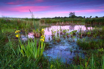 Poster - yellow flowers by lake at dramatic sunset