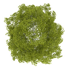 Wall Mural - top view of birch tree isolated on white background