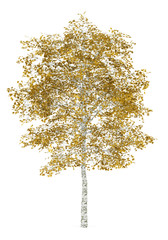Wall Mural - fall birch tree isolated on white background