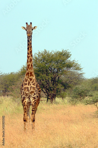 Board z aluminiowym obramowaniem Żyrafa (giraffa camelopardalis)