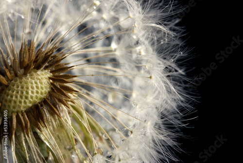 Board z aluminiowym obramowaniem Piękny dandelion z nasion na czarnym tle