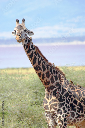 Board z aluminiowym obramowaniem Żyrafa (giraffa camelopardalis)