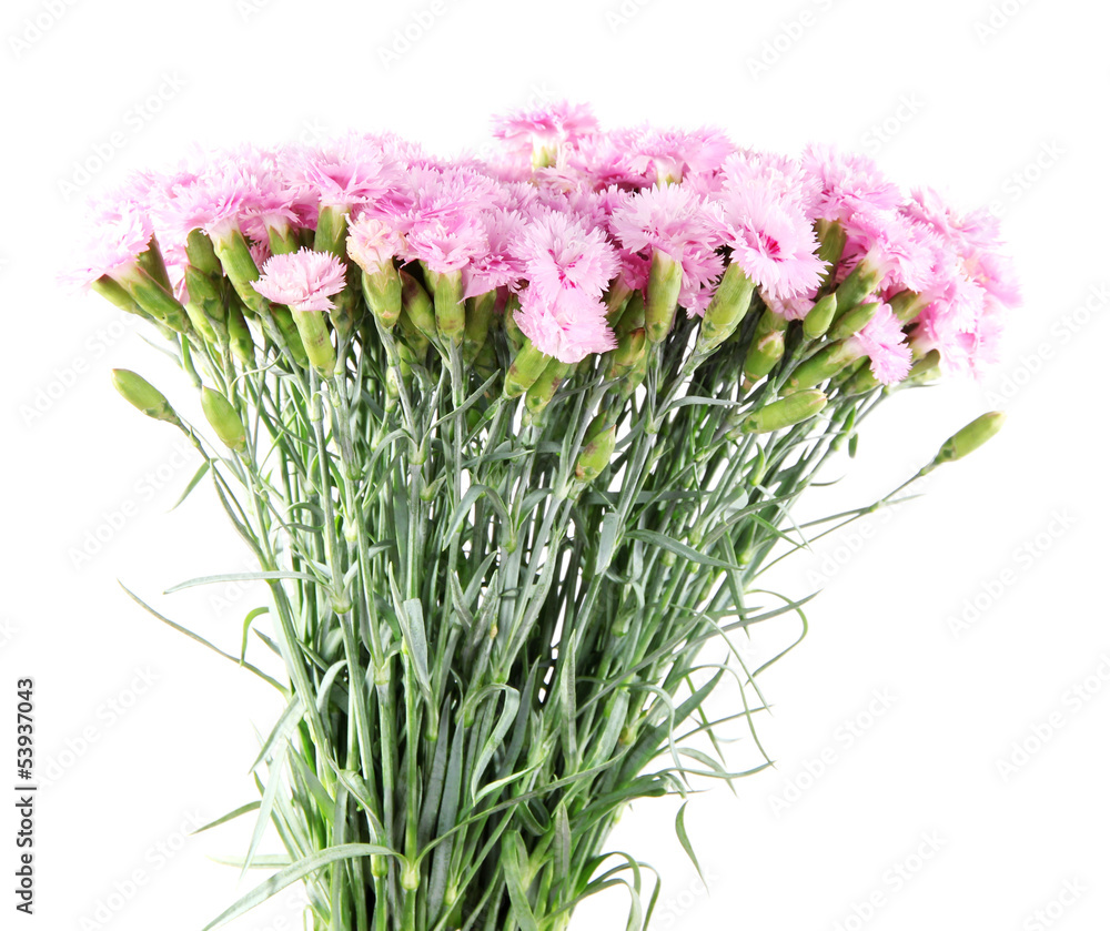 Many small pink cloves isolated on white