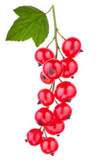 Poster - Red currants