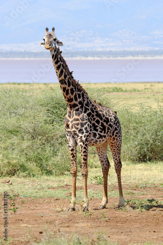 Board z aluminiowym obramowaniem Żyrafa (giraffa camelopardalis)