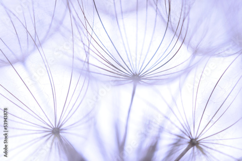 Naklejka - mata magnetyczna na lodówkę Dandelion seeds