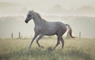 Fototapeta stado dziki niebo koń