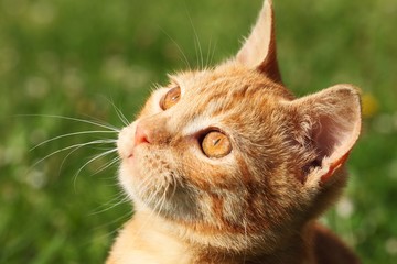 Wall Mural - Close-up of young cat with curious look