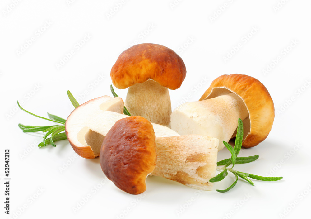 Fresh edible mushroom - obrazy, fototapety, plakaty 