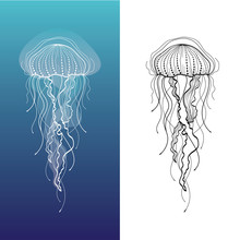 Jellyfish1