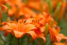 Orange Lily Flower Close Up With Lily Background Pattern