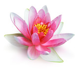 Red water lily
