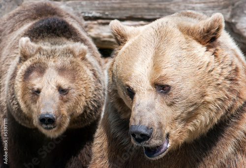 Board z aluminiowym obramowaniem Dwa niedźwiedzie brunatne (ursus arctos arctos)